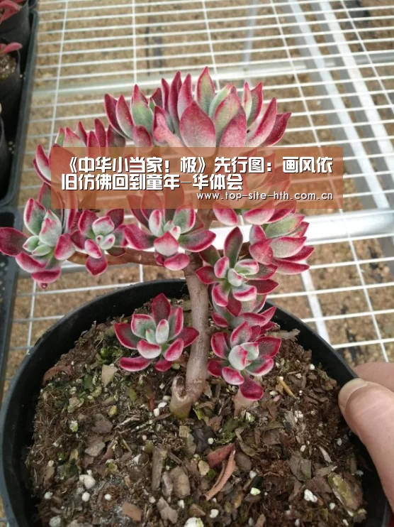 《中华小当家!极》先行图:画风依旧仿佛回到童年-华体会(图4) 华体会